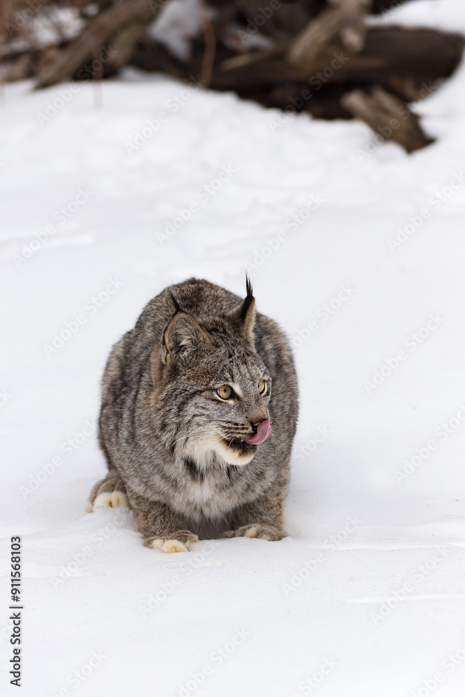 Canadian Lynx (Lynx canadensis) Sits Looking Right Licking Nose Winter