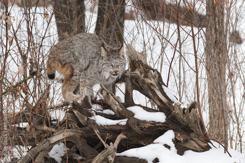 Canadian Lynx (Lynx canadensis) Balances on Root Bundle Winter
