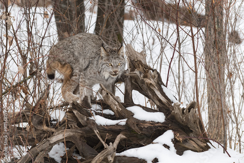 Obraz na płótnie Canadian Lynx (Lynx canadensis) Balances on Root Bundle Winter w salonie