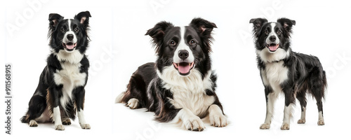 border collie dog collection (sitting, standing, lying) isolated on a white background, animal bundle