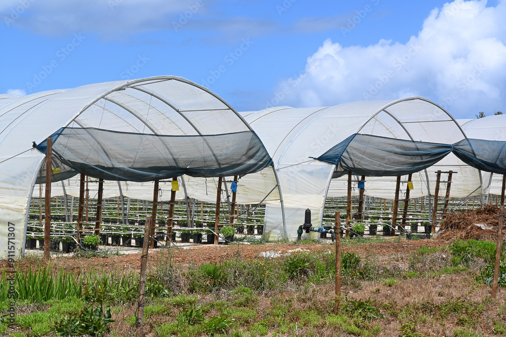 Farm Plantation Cultivation of seedlings and green plants in pots in a greenhouse in Portugal. Farm Plantation Cultivation of seedlings and green plants in pots in a greenhouse in Portugal.