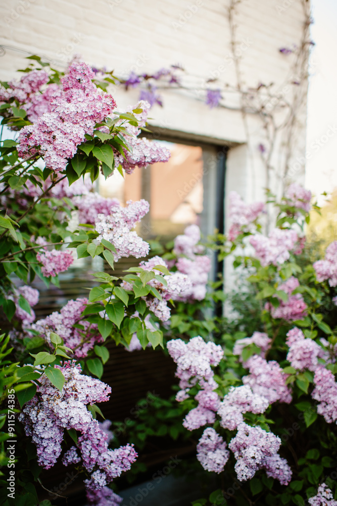 Bush of purple lilacs in front of a window Bush of purple lilacs in front of a window
