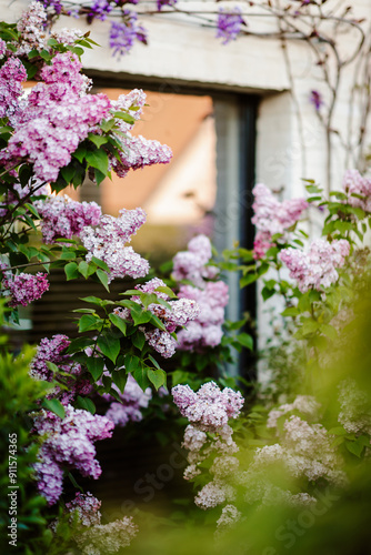 Bush of purple lilacs in front of a window photo