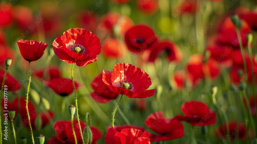Vibrant red poppies in a lush green field Vibrant red poppies in a lush green field