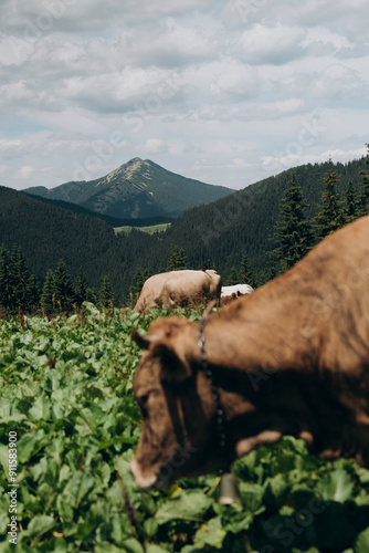 cows in the mountains