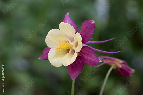 purple flower buds of common columbine aquilegia vulgaris