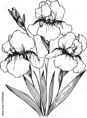 Vector iris flower drawing, easy iris flower drawing, painting iris coloring drawing drawing, iris flower coloring pages, iris floral of diagram, hand drawing iris flower coloring pages