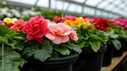 A detailed shot of a greenhouse with an array of colorful begonias and fuchsias