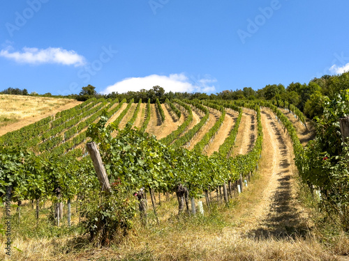 Photography vineyard with grapes, grapevine in summer in the rolling hills outside the city