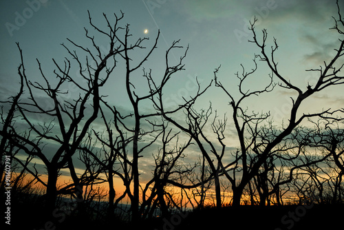 Charred Trees Silhouetted at Dusk photo