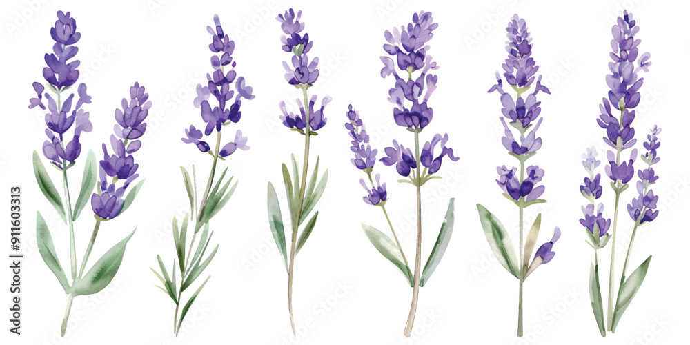 Obraz premium Watercolor set of beautiful purple lavender flower stem florals