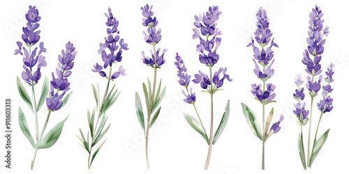 Watercolor beautiful purple lavender flower stems floral set collection design resources elements