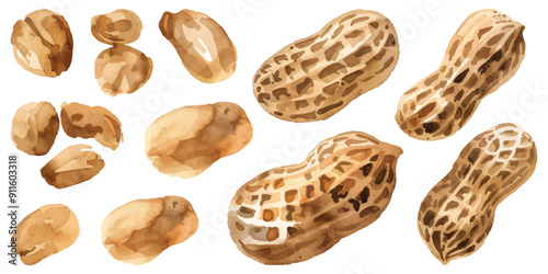 Watercolor peeled peanuts in nut shell set collection design resources elements