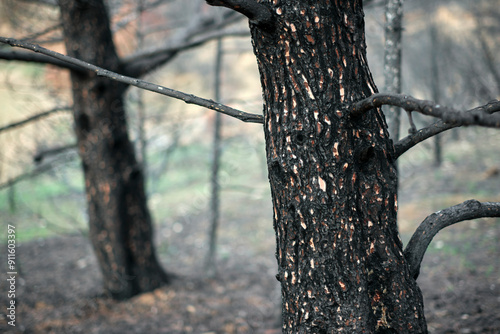 Burnt Tree Trunk in Post-Fire Forest, Legarda photo