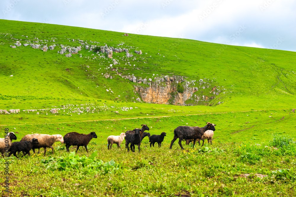 A flock of sheep graze on the slope of a green hill in cloudy weather. Caucasus