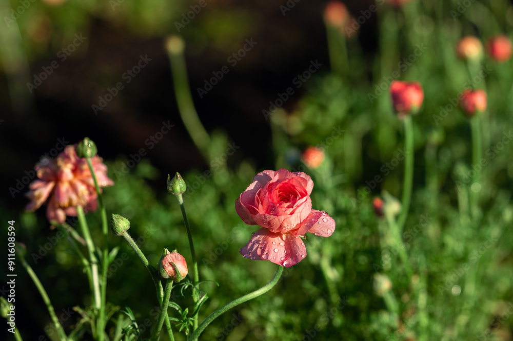 Vibrant growing ranunculus blossoms Vibrant growing ranunculus blossoms