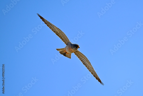 Rotfußfalke - Männchen // Red-footed falcon - male (Falco vespertinus) photo