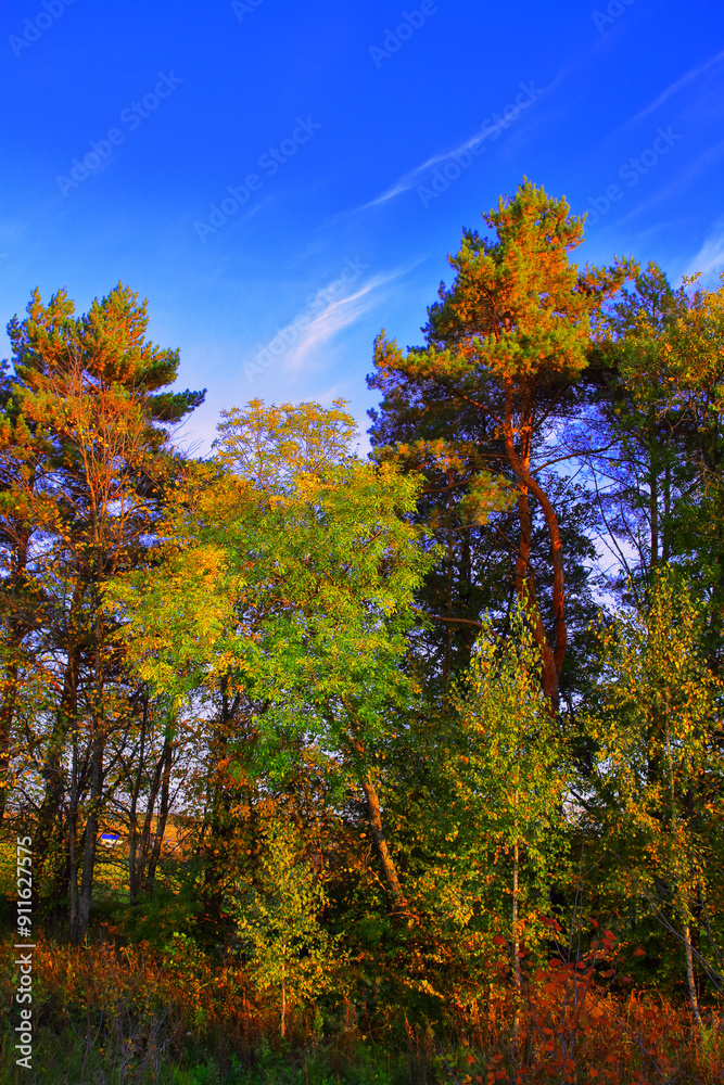 summer landscape. dense forest on a sunny day. Beautiful spruce and pine forests.An earthen road. with a blue sky. Green trees. natural background.Creative image. postcard. summer landscape. dense forest on a sunny day. Beautiful spruce and pine forests.An earthen road. with a blue sky. Green trees. natural background.Creative image. postcard.