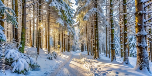 Sunbeams Through a Snow-Covered Forest, Landscape Photography, Snowy Trees, Winter Wonderland, Path, Forest, Sunbeams