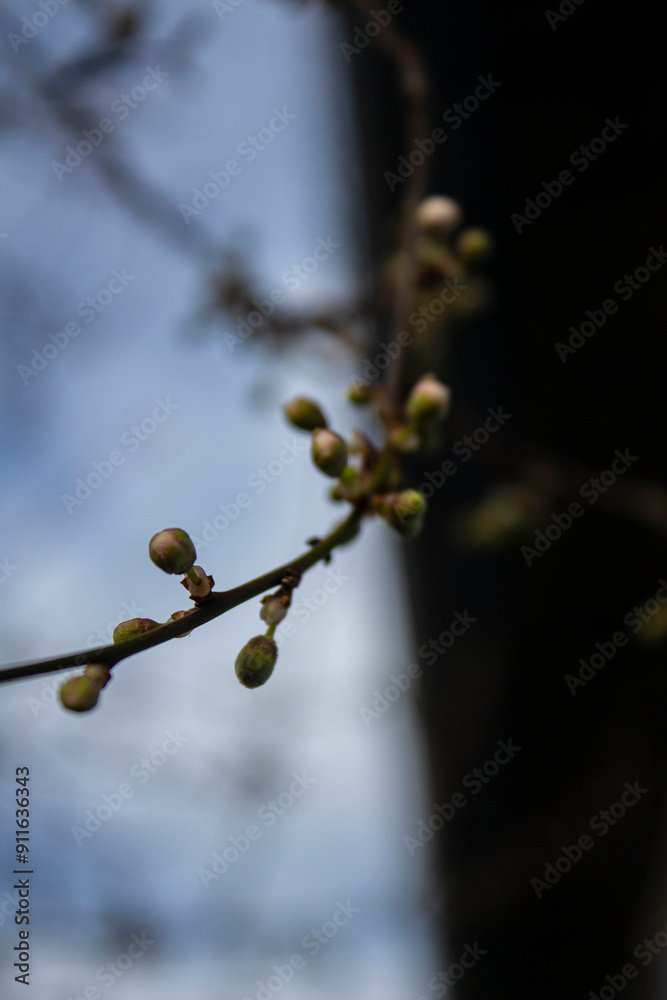buds of a willow buds of a willow