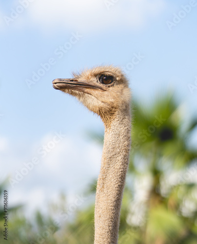 ostrich head closeup