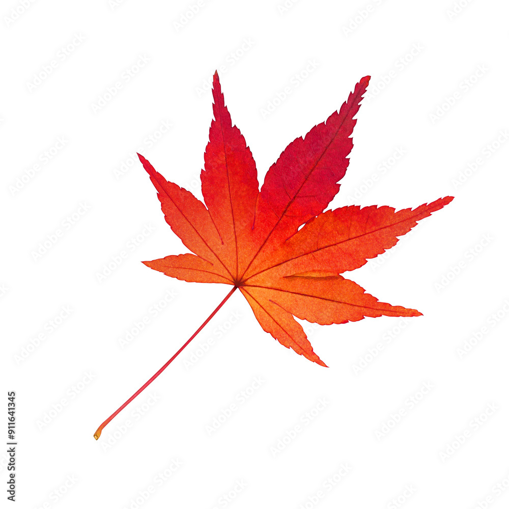 もみじ 落ち葉 イラスト リアル