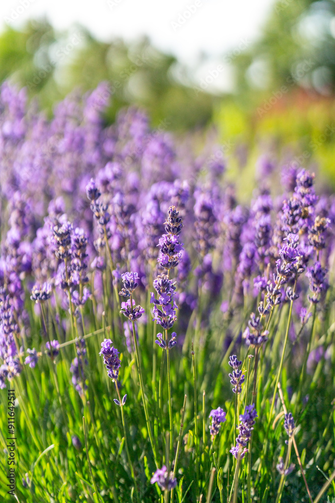 Obraz premium purple red wild flowers in the park