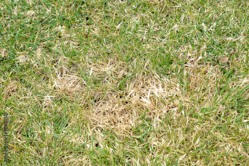 Texture of damaged lawn, grass. Dead grass, dry withered lawn during. Green and yellow grass due to poor maintenance, lack of watering. Landscaping without care.