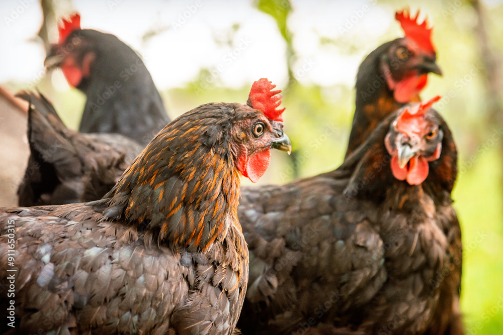 Fototapeta premium Free range chicken on a farm