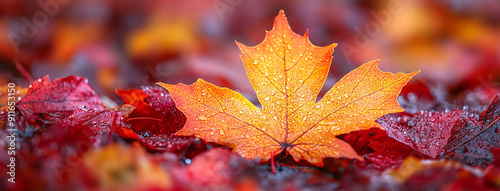 leaf peeping at Autumn, colorful maple leaves in autumn background cover image  photo