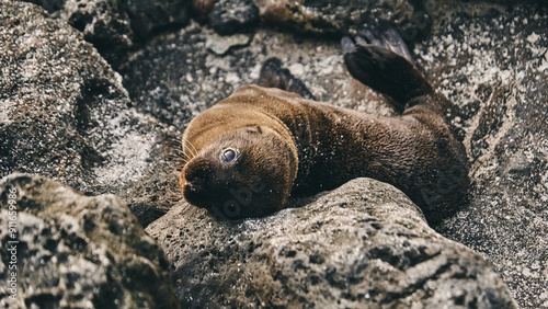 Sea Lion Relaxing on Rocks photo