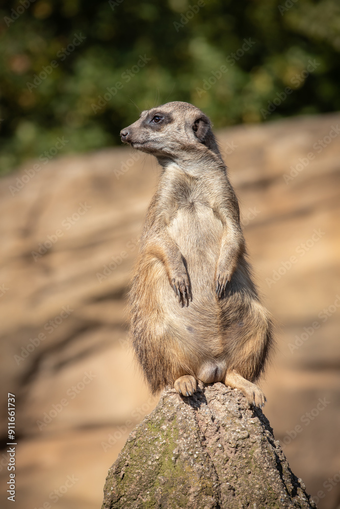 Cute Portrait of Furry Meerkat Standing on Rock in Zoo. Shallow Depth of Field of Alert Suricate in Zoological Garden. Cute Portrait of Furry Meerkat Standing on Rock in Zoo. Shallow Depth of Field of Alert Suricate in Zoological Garden.
