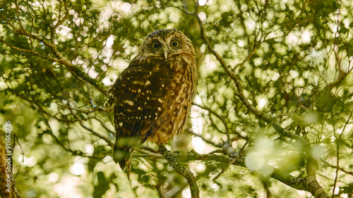 Owl Perched in Lush Tree photo