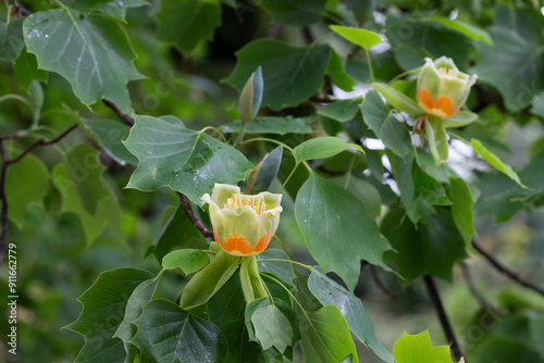 Foto Flowers of tulip tree (Liriodendron tulipifera) blooming in spring