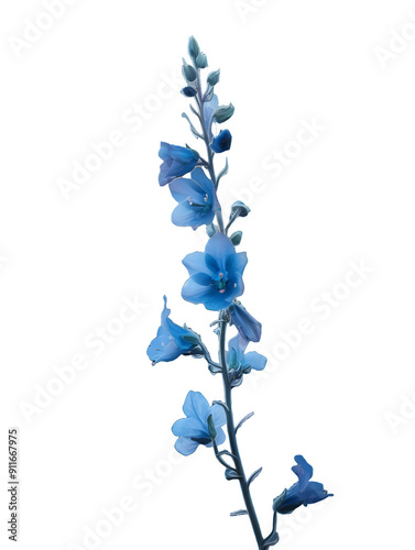 forget me not flowers