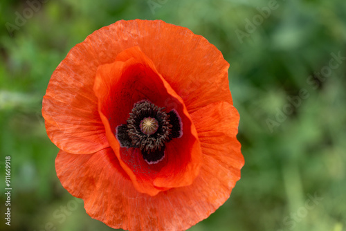 Mak (Papaver L.), rodzaj z rodziny makowatych - Papaveraceae Juss., obejmuje ponad 100 przeważnie jednorocznych gatunków, rodzimych w umiarkowanej i chłodnej strefie półkuli północnej.