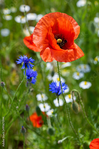 Mak (Papaver L.), rodzaj z rodziny makowatych - Papaveraceae Juss., obejmuje ponad 100 przeważnie jednorocznych gatunków, rodzimych w umiarkowanej i chłodnej strefie półkuli północnej.