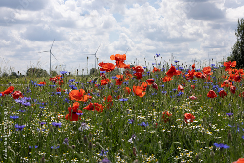 Fototapeta Naklejka Na Ścianę i Meble -  Mak (Papaver L.), rodzaj z rodziny makowatych - Papaveraceae Juss., obejmuje ponad 100 przeważnie jednorocznych gatunków, rodzimych w umiarkowanej i chłodnej strefie półkuli północnej.