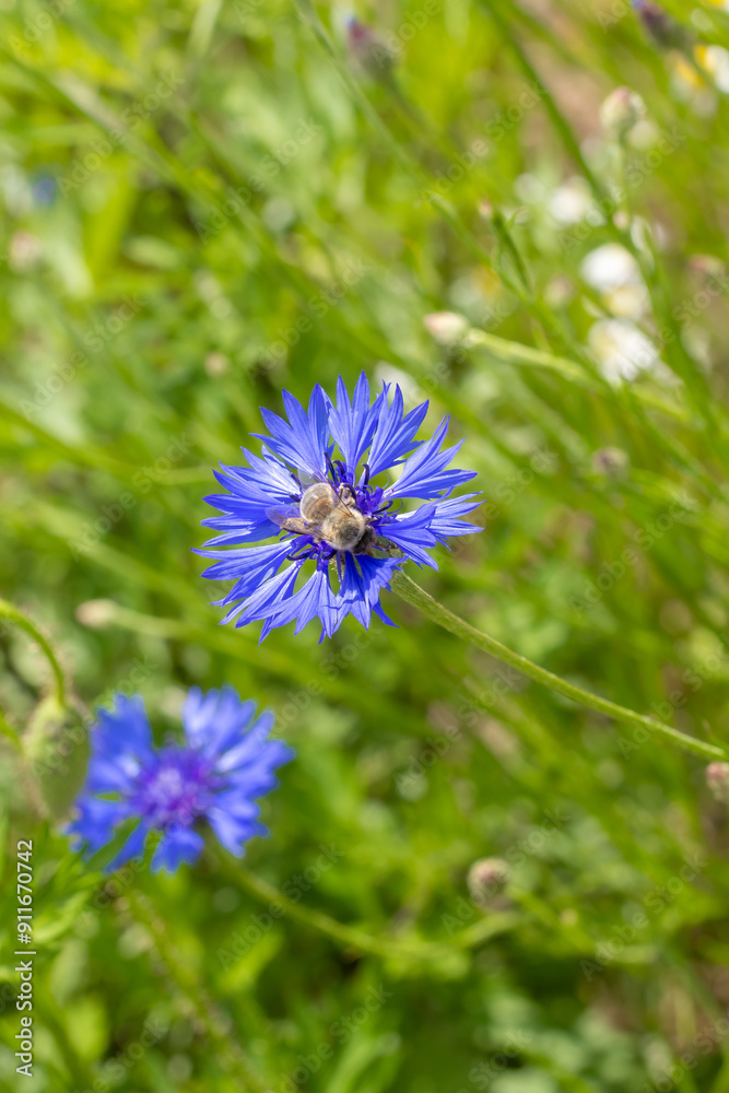 Obraz premium Chaber bławatek (Centaurea cyanus L.) białasy, głowacz, jasieniec, kardy, kwiatek wołoszek, macoszka, modrak, modrzeńczyk, samosiejka, wasilek, wawer.