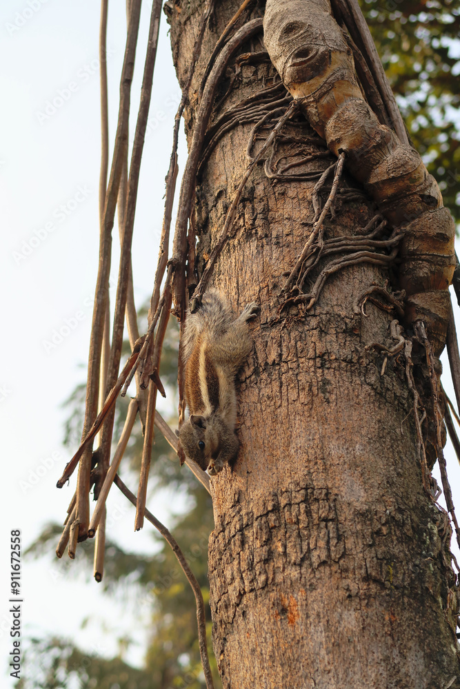 A chipmunk on the trunk of a tree in the Garden of Dreams in Thamel, Kathmandu, Nepal A chipmunk on the trunk of a tree in the Garden of Dreams in Thamel, Kathmandu, Nepal