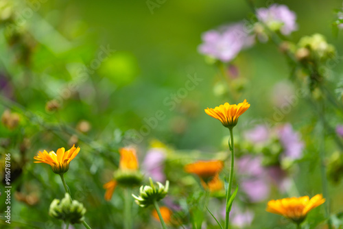 Flowers in grass