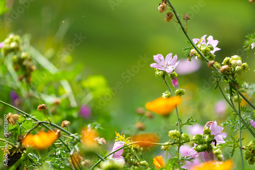 flowers in the meadow