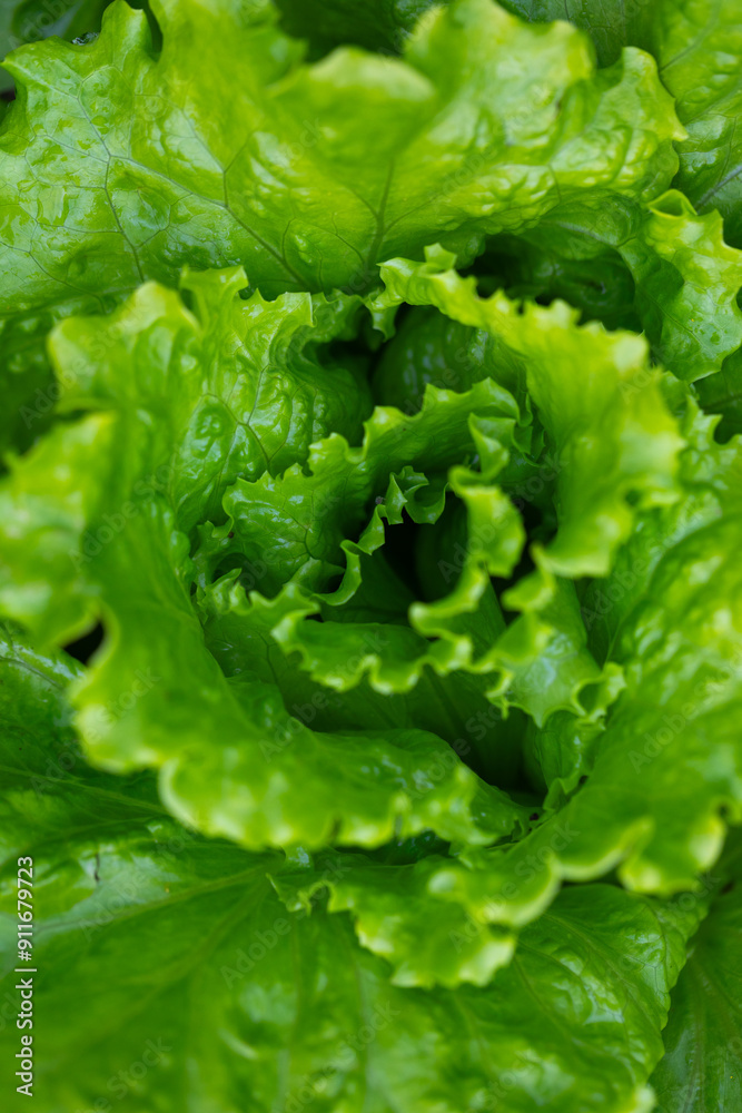 fresh green salad fresh green salad
