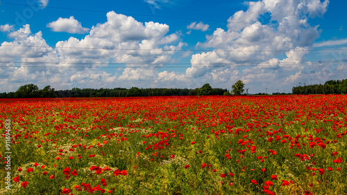 Mak (Papaver L.), rodzaj z rodziny makowatych - Papaveraceae Juss., obejmuje ponad 100 przeważnie jednorocznych gatunków, rodzimych w umiarkowanej i chłodnej strefie półkuli północnej.