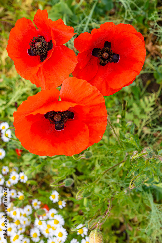 Mak (Papaver L.), rodzaj z rodziny makowatych - Papaveraceae Juss., obejmuje ponad 100 przeważnie jednorocznych gatunków, rodzimych w umiarkowanej i chłodnej strefie półkuli północnej. Mak (Papaver L.), rodzaj z rodziny makowatych - Papaveraceae Juss., obejmuje ponad 100 przeważnie jednorocznych gatunków, rodzimych w umiarkowanej i chłodnej strefie półkuli północnej.