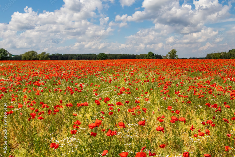 Obraz premium Mak (Papaver L.), rodzaj z rodziny makowatych - Papaveraceae Juss., obejmuje ponad 100 przeważnie jednorocznych gatunków, rodzimych w umiarkowanej i chłodnej strefie półkuli północnej.