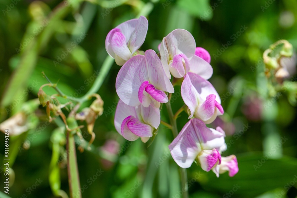 Flowers of the vetch Lathyrus heterophyllus Flowers of the vetch Lathyrus heterophyllus