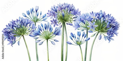 Fototapeta Naklejka Na Ścianę i Meble -  Watercolor Painting of Agapanthus Flowers, Blue, Purple, Green, Botanical Illustration, agapanthus, flower