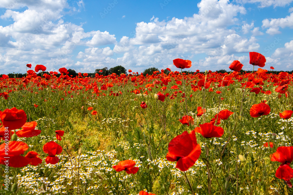 Fototapeta premium Mak (Papaver L.), rodzaj z rodziny makowatych - Papaveraceae Juss., obejmuje ponad 100 przeważnie jednorocznych gatunków, rodzimych w umiarkowanej i chłodnej strefie półkuli północnej.