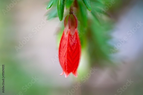 Flower of an Agapetes serpens photo